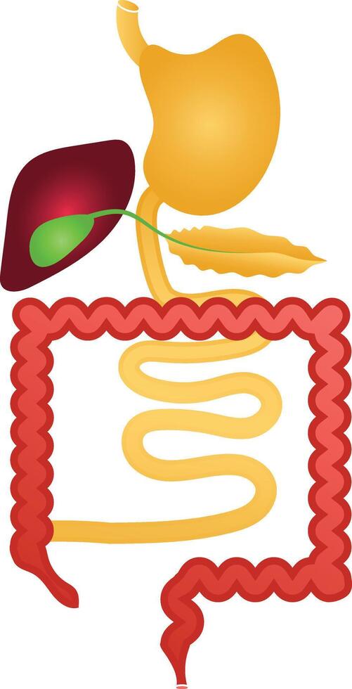 Digestive System Hand Drawn Diagram for Education Purposes vector