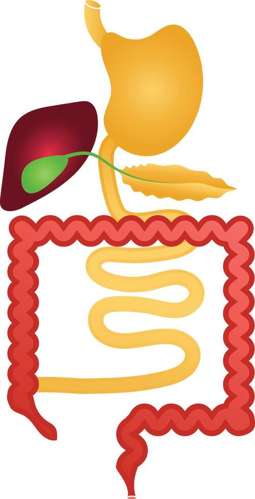 digestivo sistema mano dibujado diagrama para educación propósitos vector