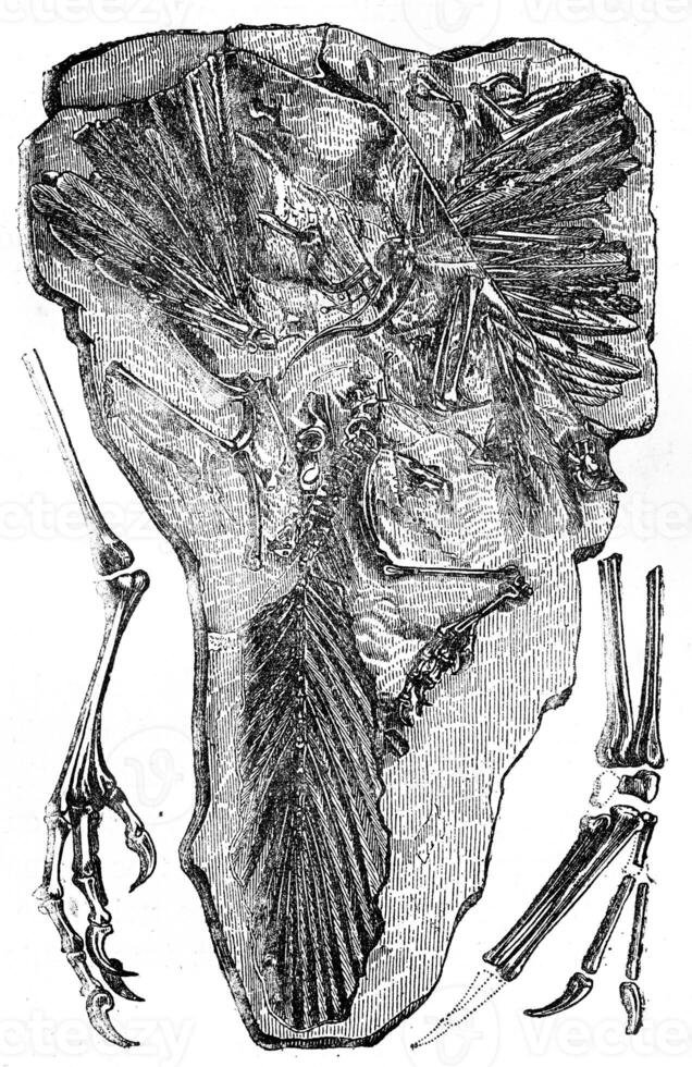 Fossils of Archaeopteryx found in Jurassic Solnhofen Bavaria, vintage engraving. photo