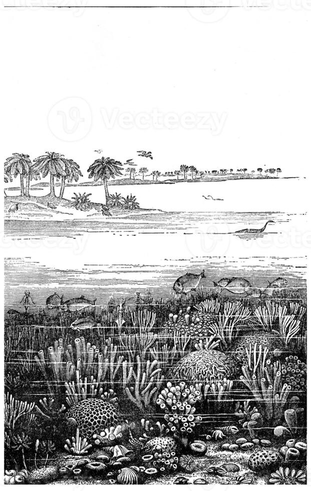 The age of the Jurassic sea at Burgundy, France, vintage engraving. photo