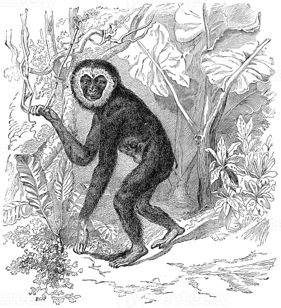 Gibbon, vintage engraving. photo