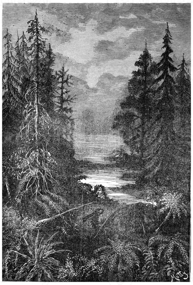 A forest in the early centuries of the Cretaceous Period, vintage engraving. photo