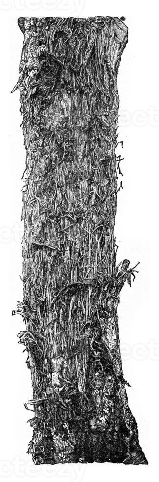 Result produced by bites of Picus major, on the surface of an oak trunk, vintage engraving. photo