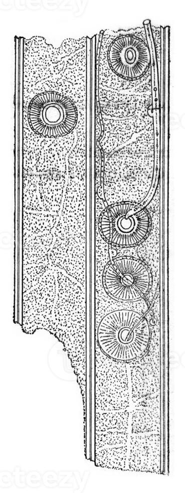 Tracheids wood Whitewood presenting the hyphae of Merulius, vintage engraving. photo