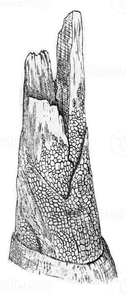Stereum frustulosum, vintage engraving. photo