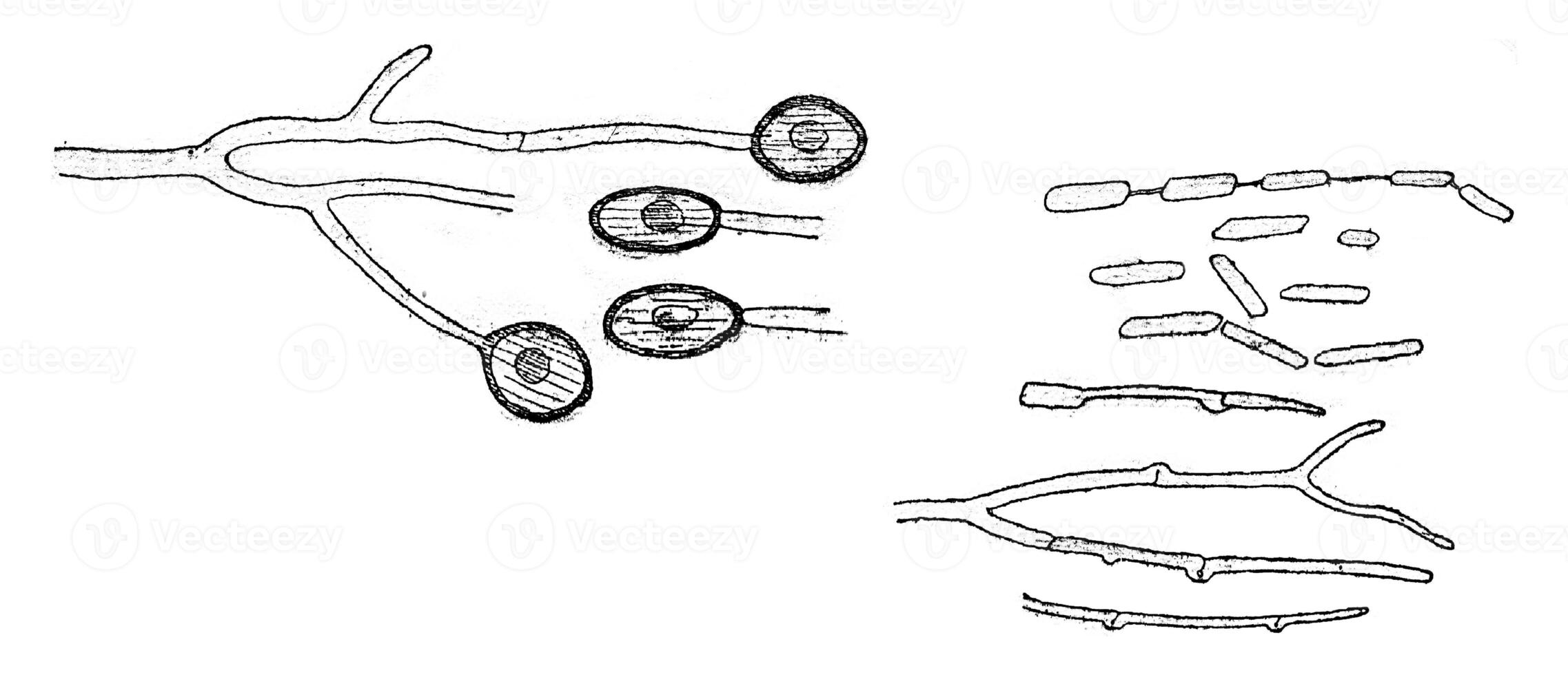 Conidia form, Chlamydospores and germination, vintage engraving. photo