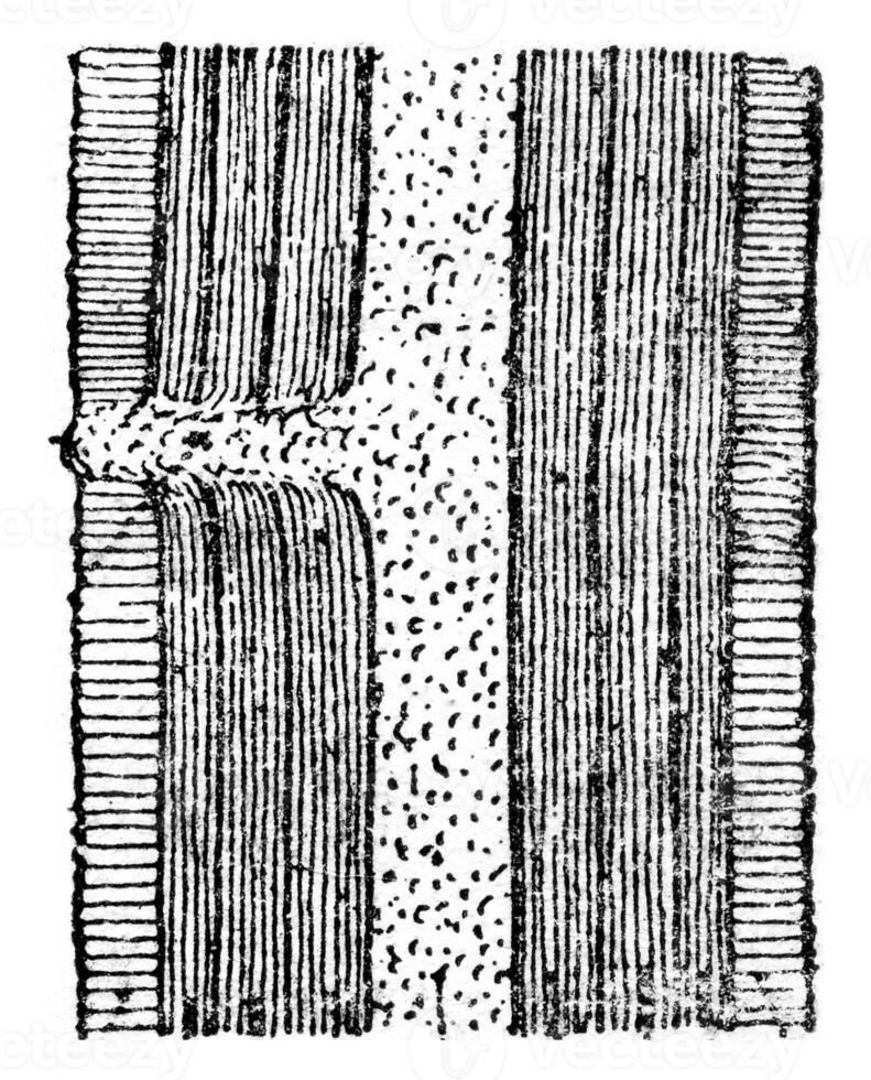 Schematic longitudinal section showing a dormant bud, vintage engraving. photo
