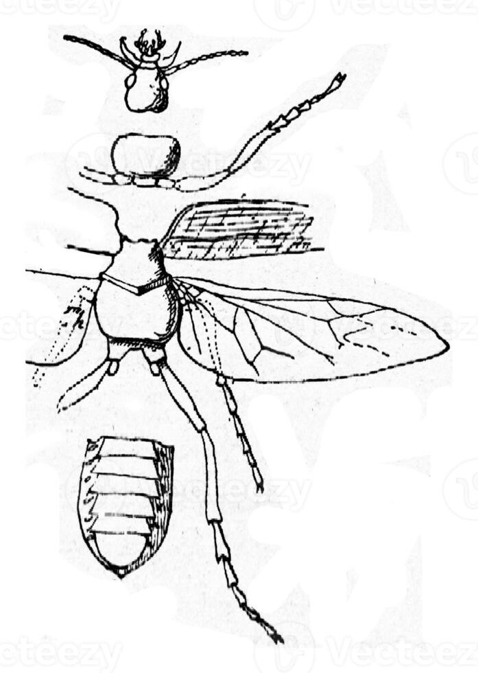 Constituent parts of the body of an insect, vintage engraving. photo