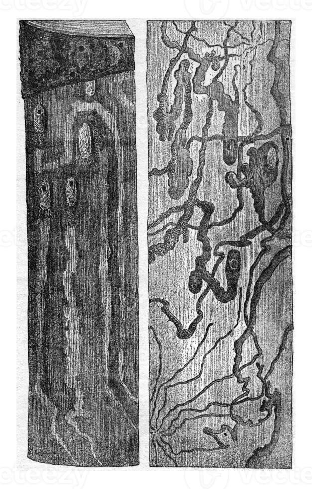Pissodes pini larvae galleries and doll cradles a left on the trunk itself, has the right, on the inner side of the bark, vintage engraving. photo