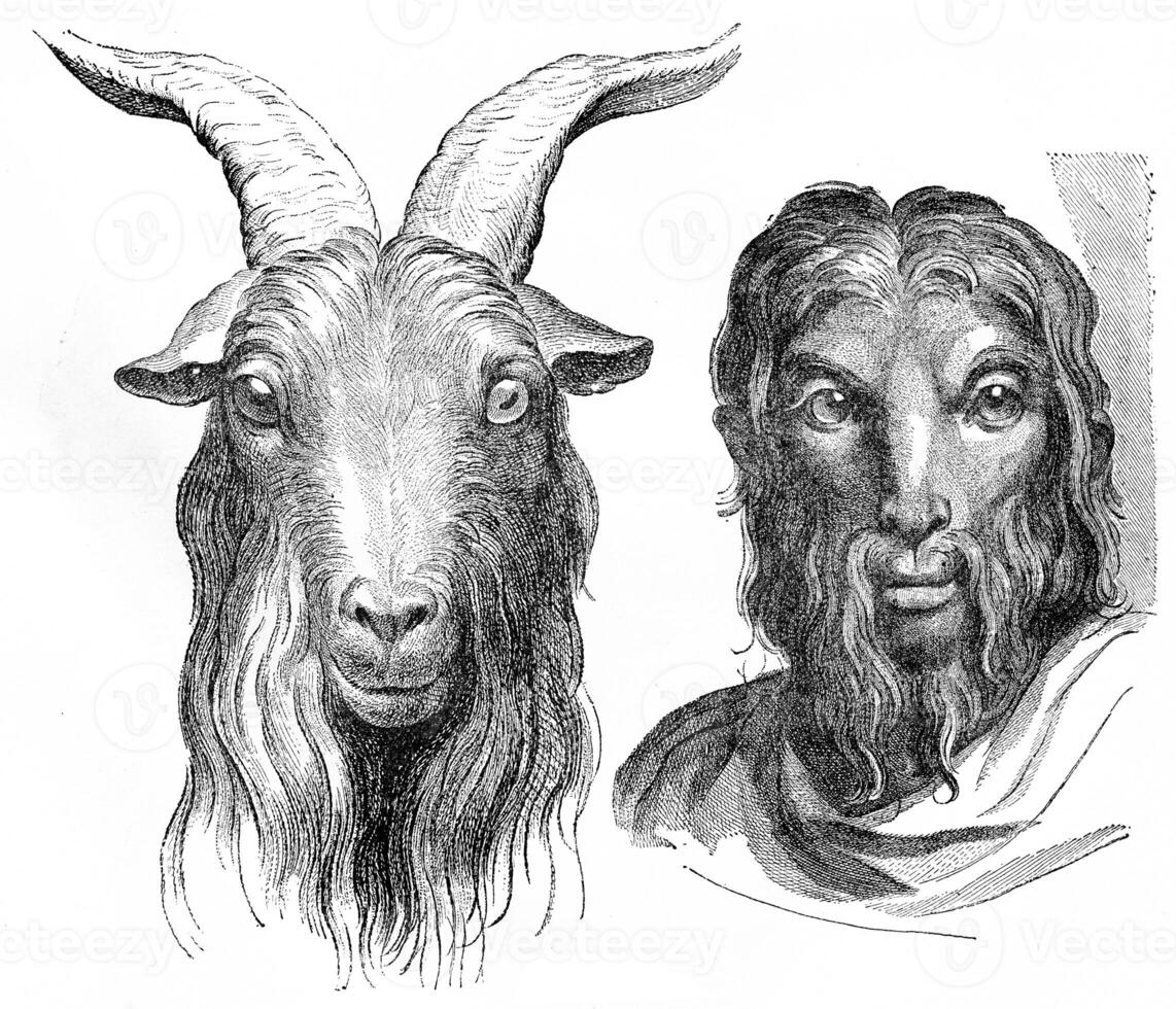 Goat, vintage engraving. photo