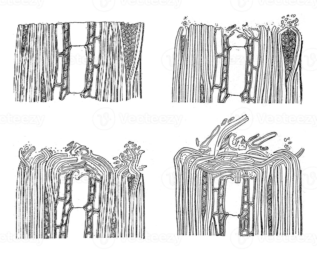 Wood paving wear, vintage engraving. photo