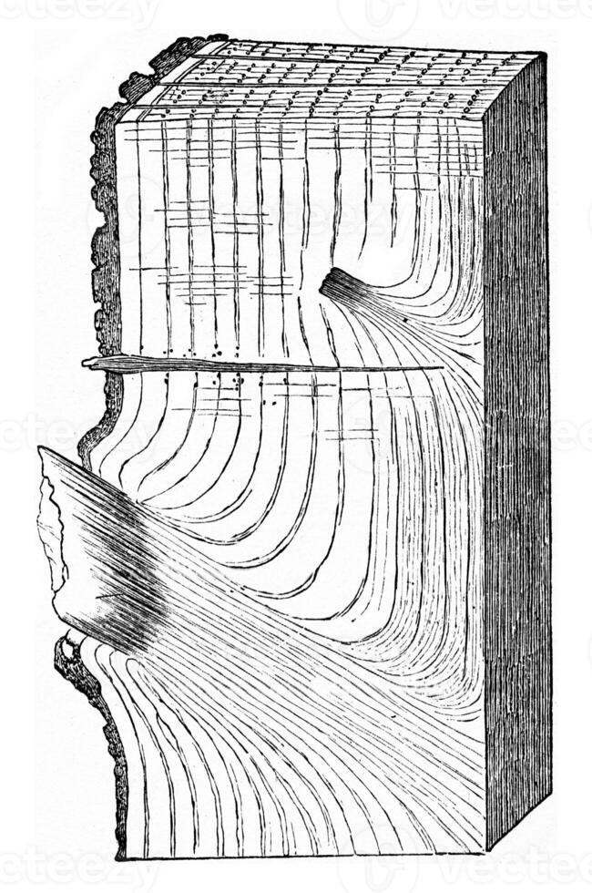 State of a portion of Oak tron after falling branches, effected following the natural process, vintage engraving. photo