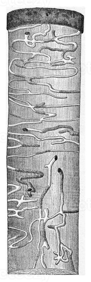 Trunk spruce presenting the Molorchus minor larval galleries, vintage engraving. photo