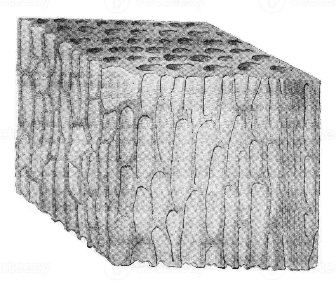 Wood attack by Stereum frustulosum, vintage engraving. photo