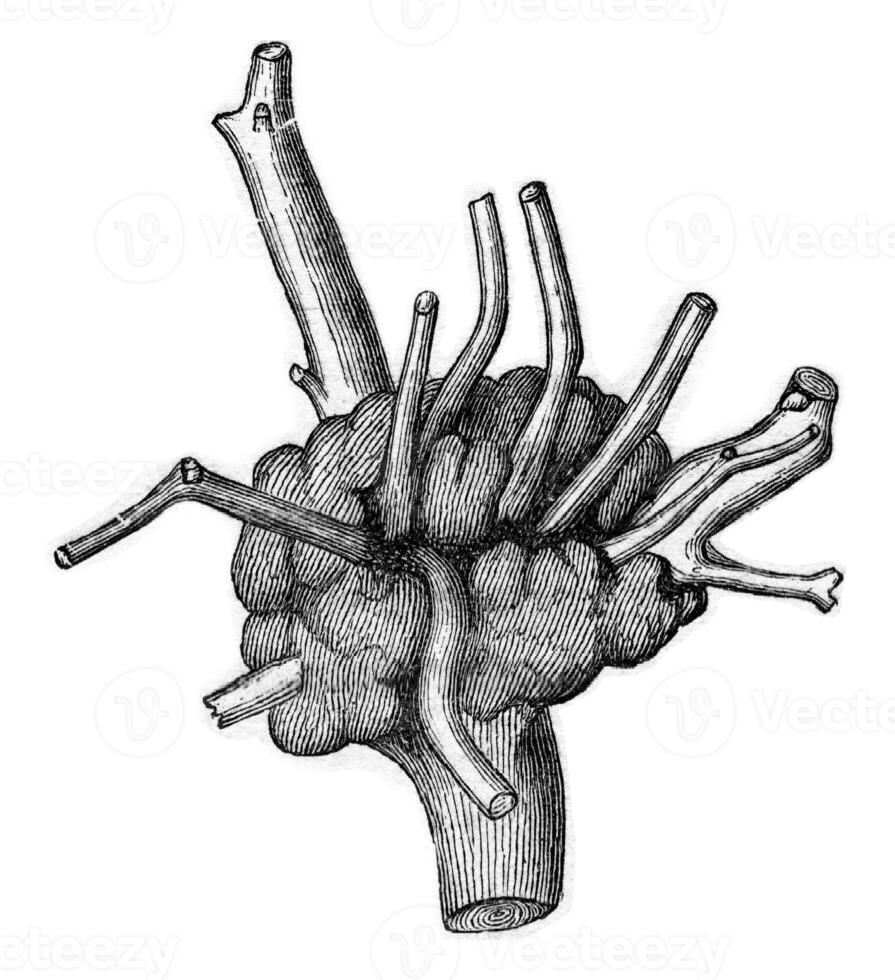 lupa producido en quercus cerris, a el inserción de un ya antiguo pie loranthus instala parásito., Clásico grabado. foto