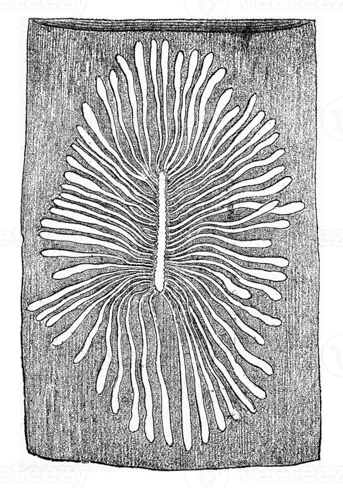 Scolytus multistriatus, egg gallery and larval galleries in the sapwood of elm, vintage engraving. photo