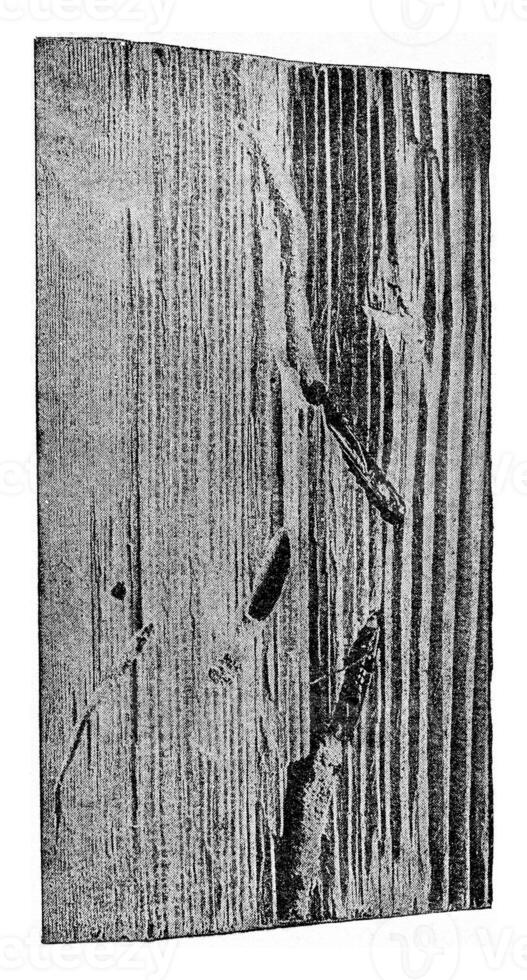 Fragment of a wooden throne of spruce age of about sixty, vintage engraving. photo