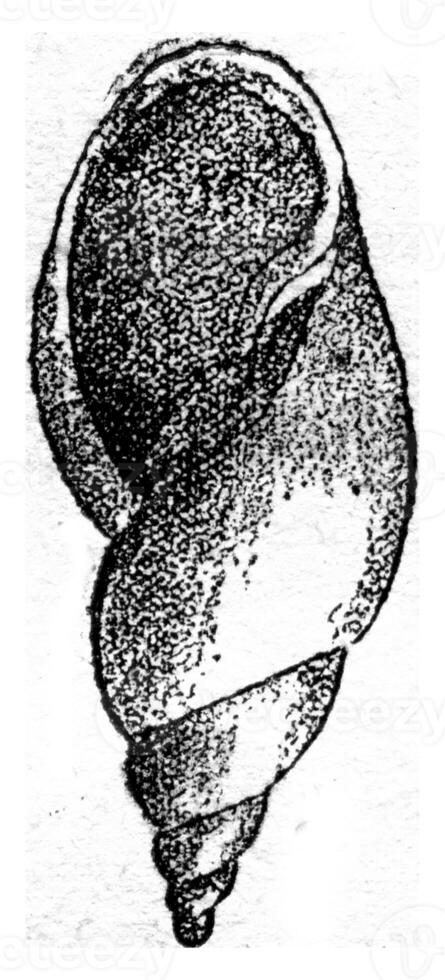 Lymnca longiseata, vintage engraving. photo