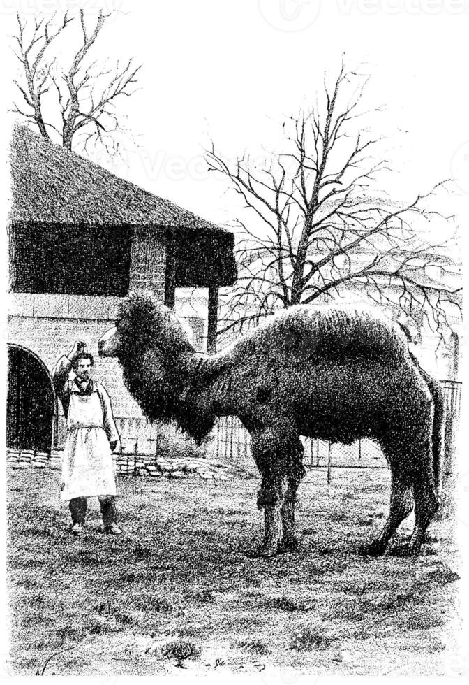 The dromedary, vintage engraving. photo