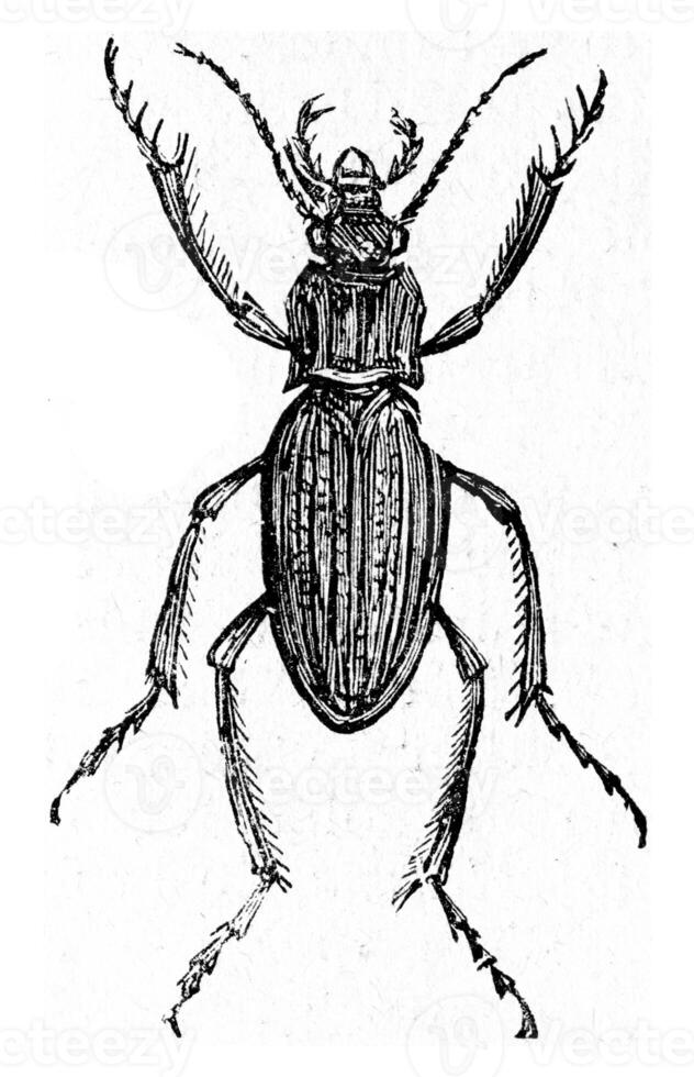 Carabus auratus, vintage engraving. photo