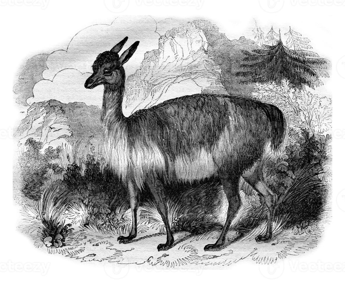 The Vicuna, vintage engraving. photo