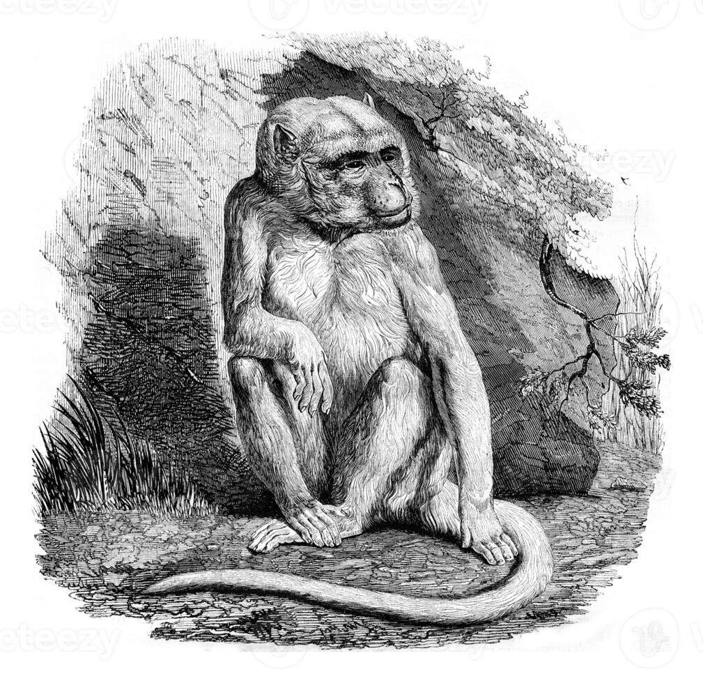 The albino monkey, a menagerie of the Museum of Natural History, vintage engraving. photo