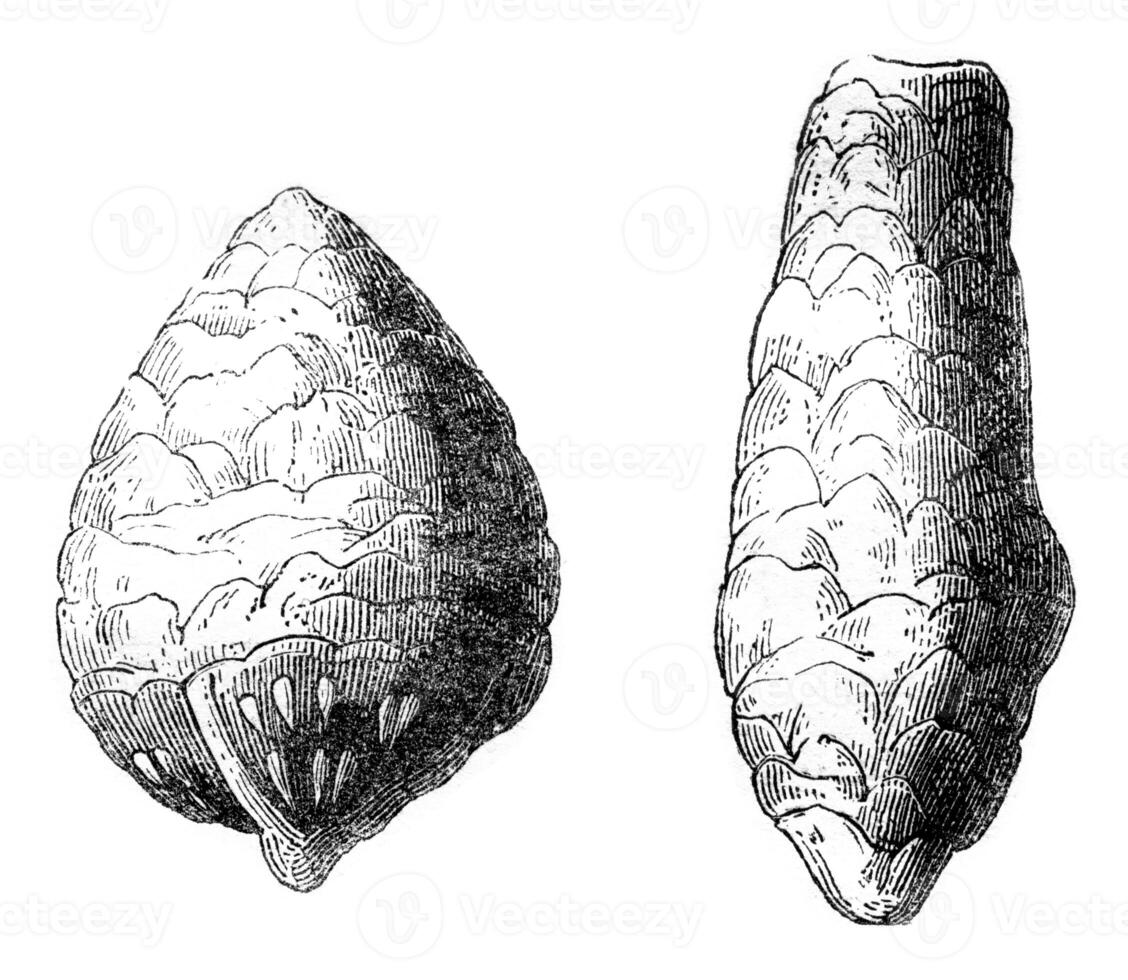 Was found coprolites in chalk, and from the poison called Inleido Copri, vintage engraving. photo