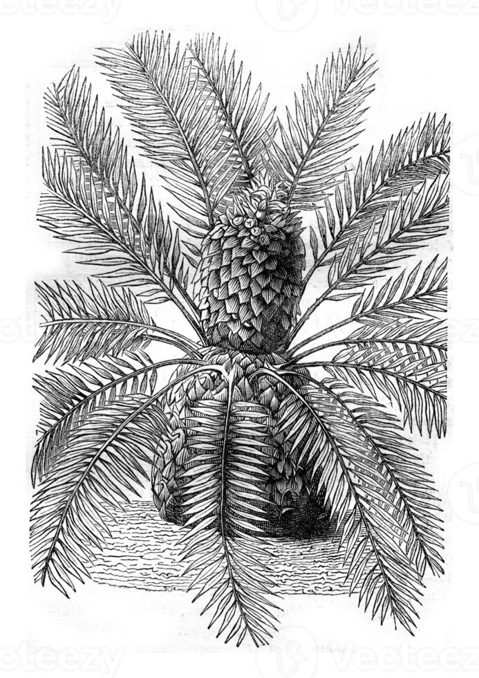 Zamia pungens, with its fruit at the top of the throne, vintage engraving. photo