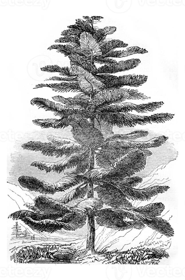 Araucaria excelsa or Pine Island Norfolk, vintage engraving. photo