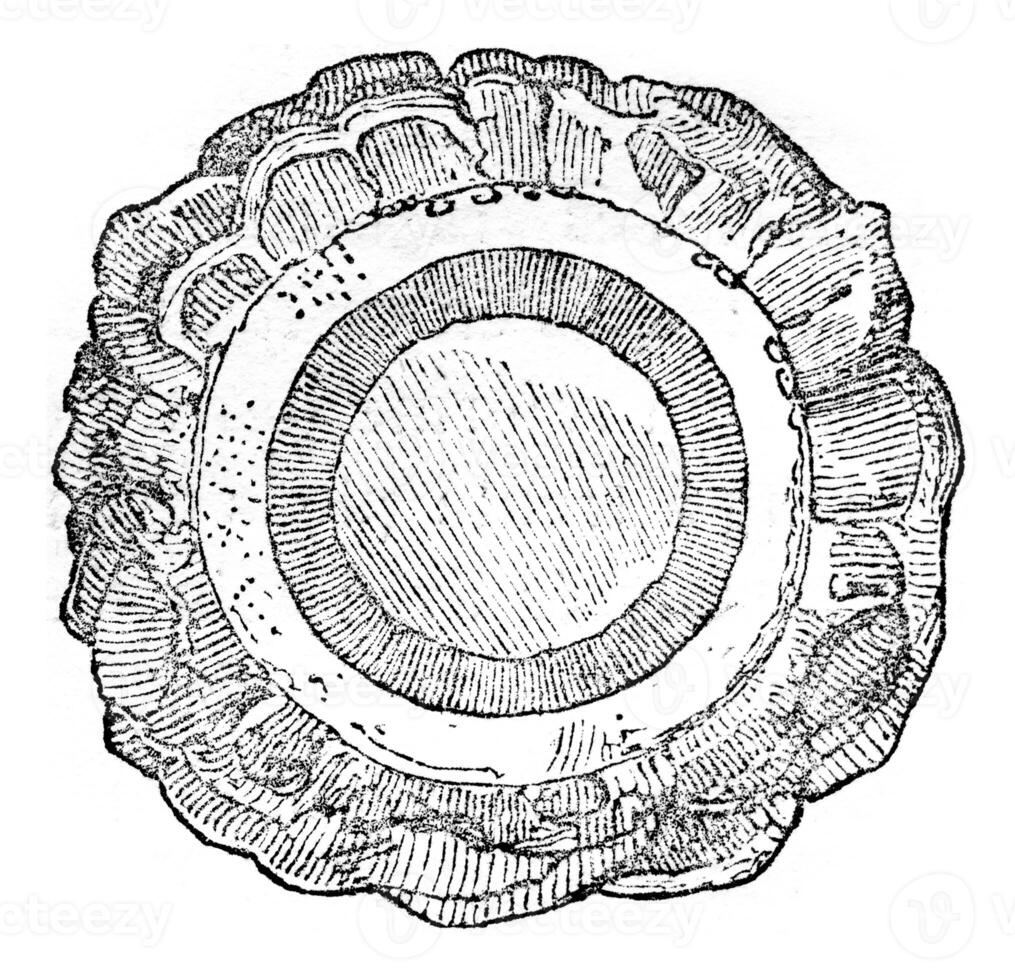 Cross section of a recent trunk Zamia, vintage engraving. photo