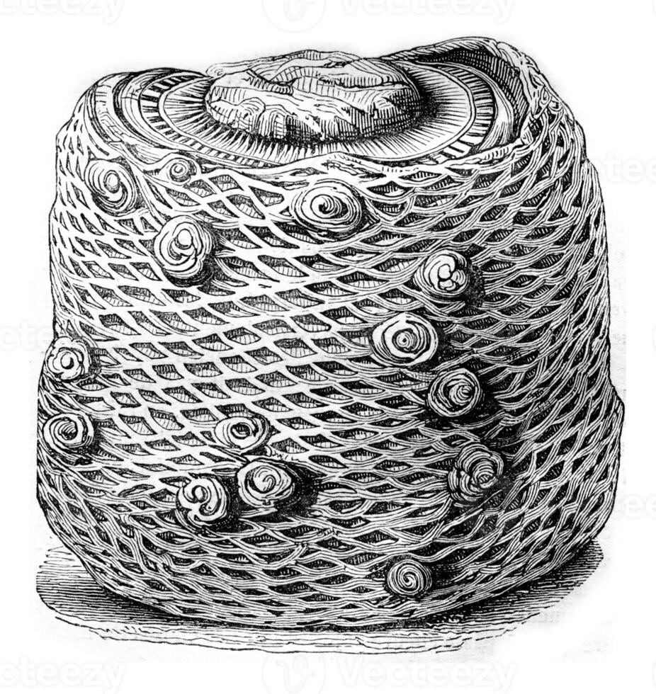 Petrified trunk of Cycads microphyllus forest of the island of Portland, vintage engraving. photo
