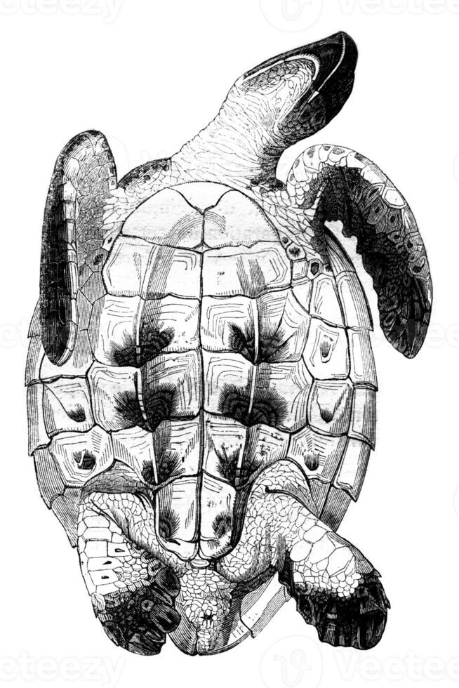 Testudo imbricata, Caret seen from below, vintage engraving. photo