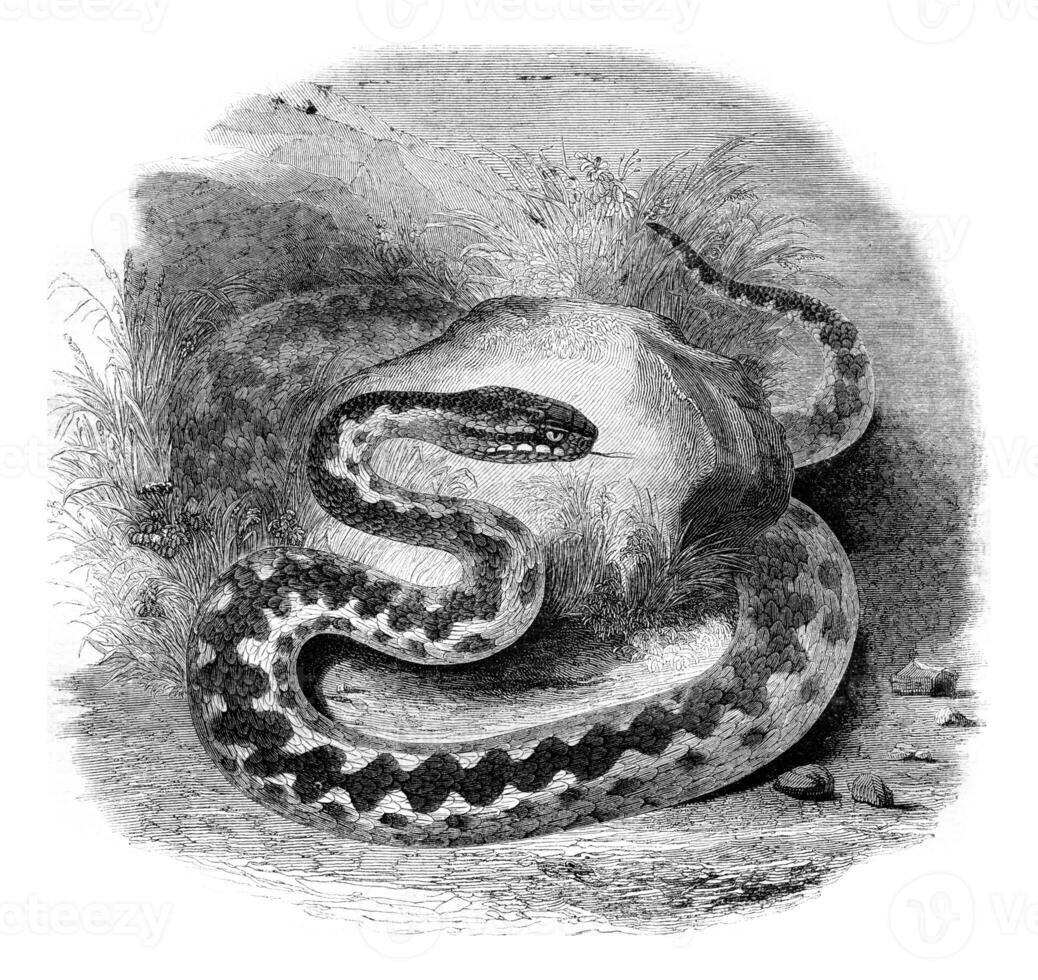 Common viper north, vintage engraving. photo