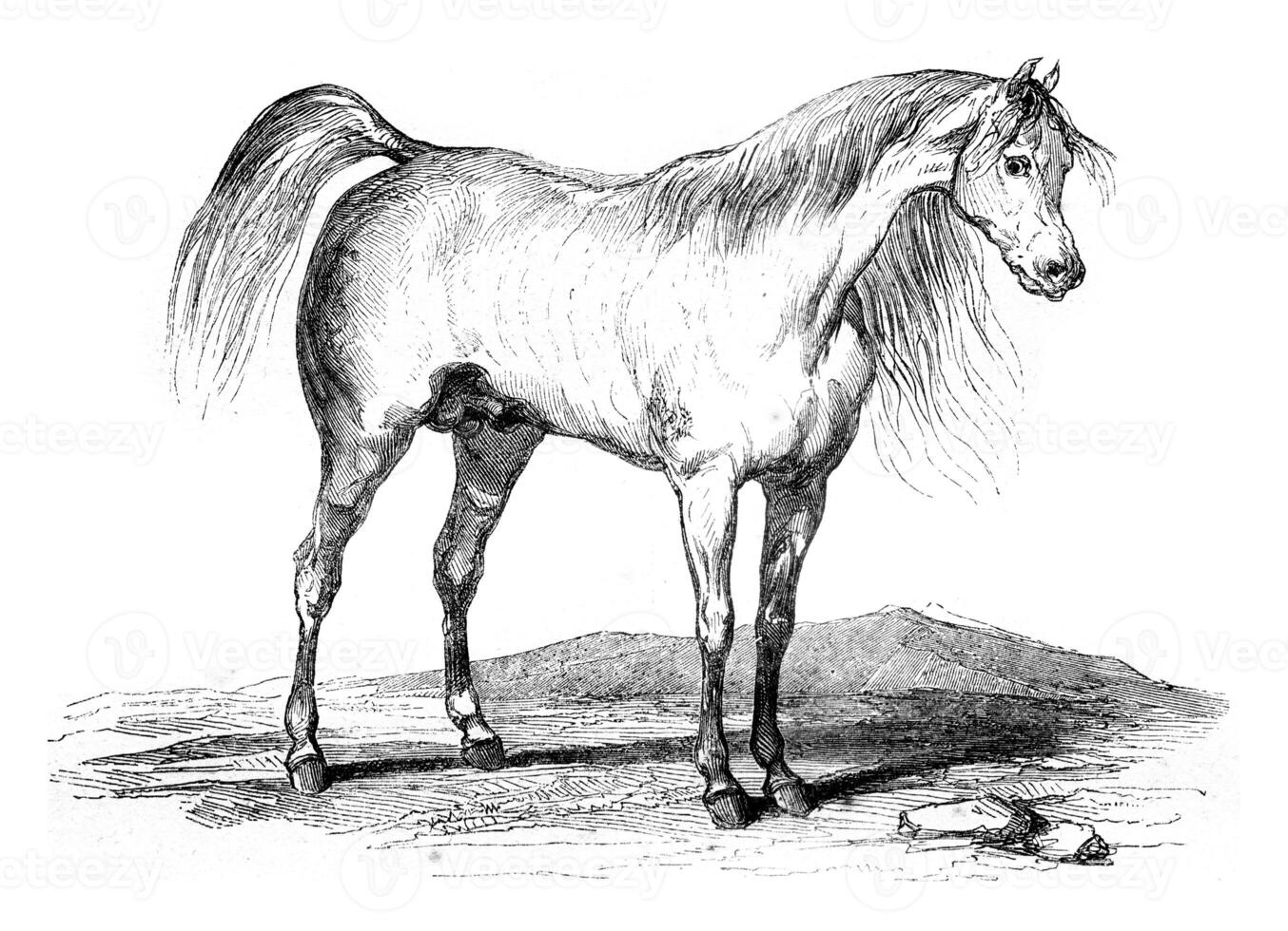 Arab horse, vintage engraving. photo