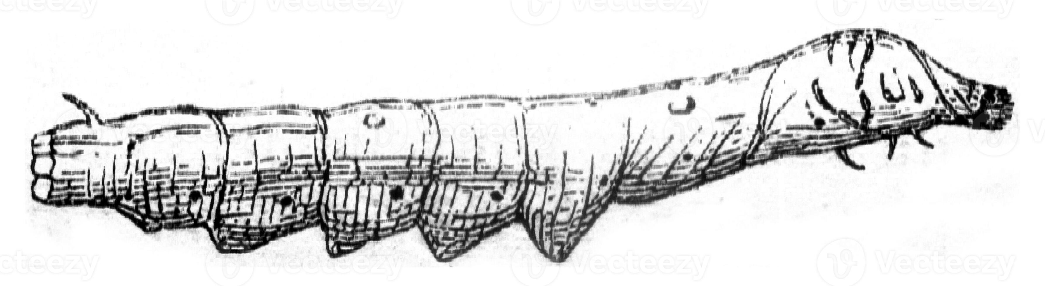 Worm at the end of the fourth age, vintage engraving. photo