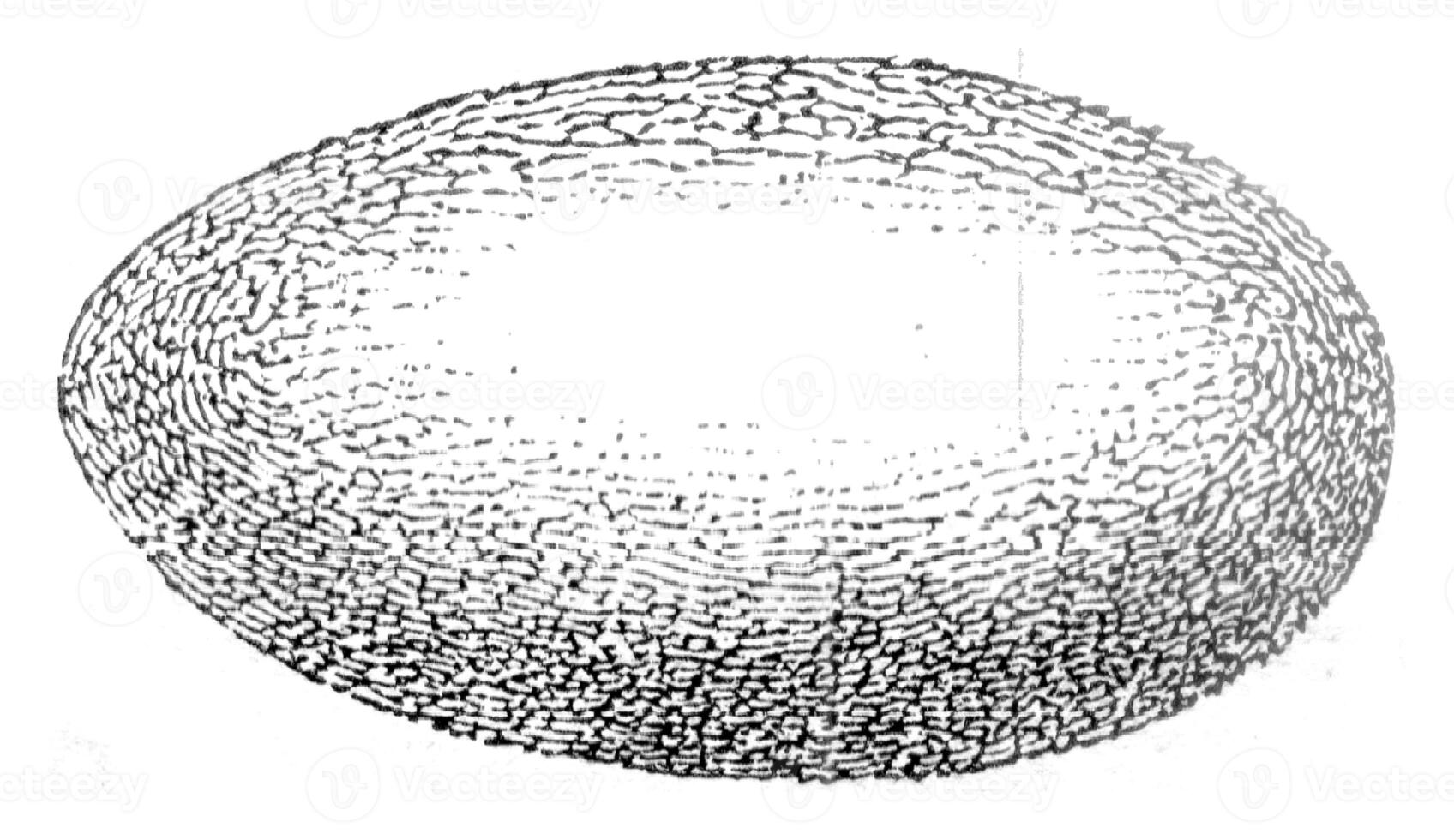 Cocoon, vintage engraving. photo