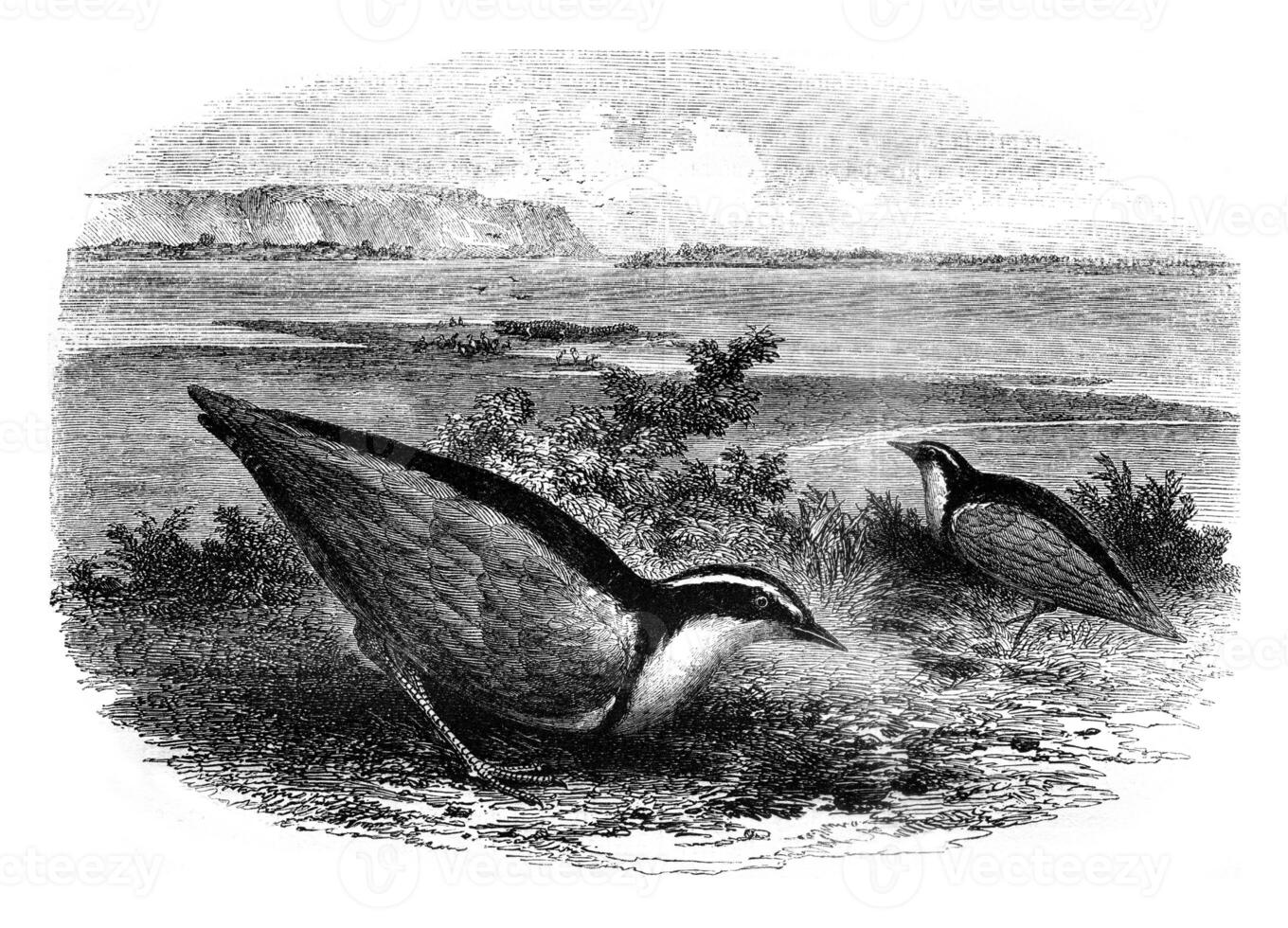 The Trochilus, Charadrius Aegyptus, vintage engraving. photo