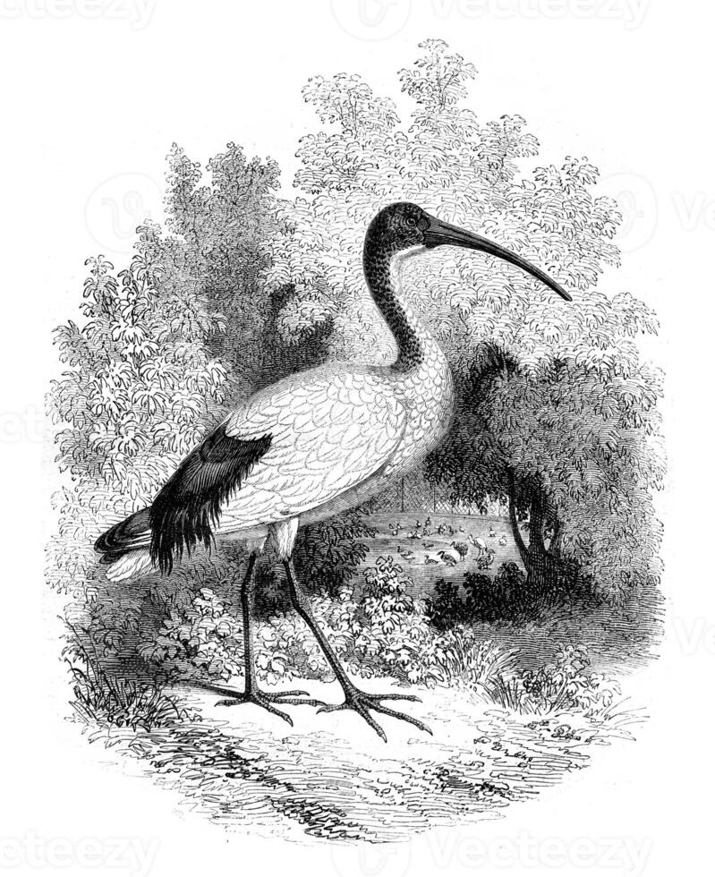 Museum of Natural History, Ibis alive, vintage engraving. photo