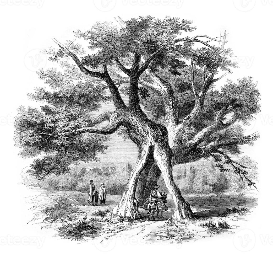 Remarkable trees, vintage engraving. photo