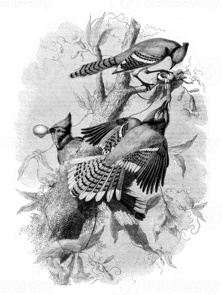 The Blue Jay, vintage engraving. photo