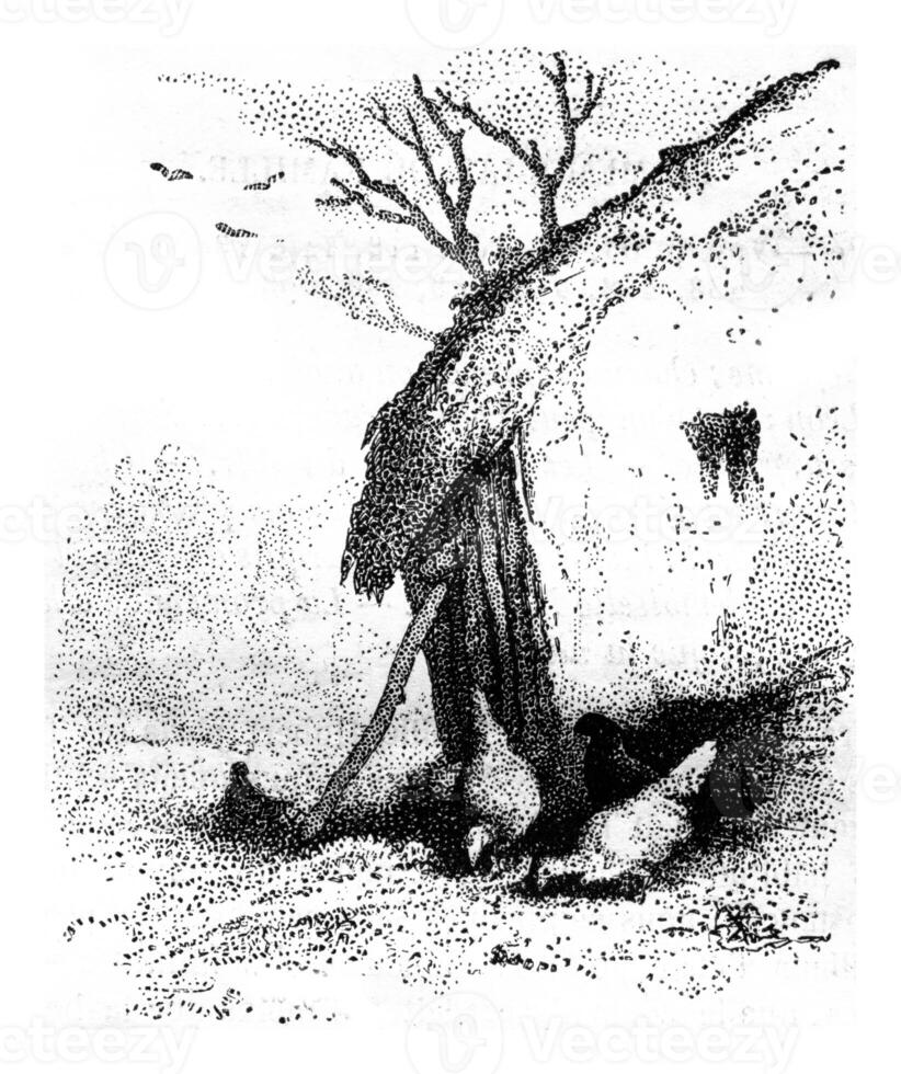 Drawing dashed, vintage engraving. photo