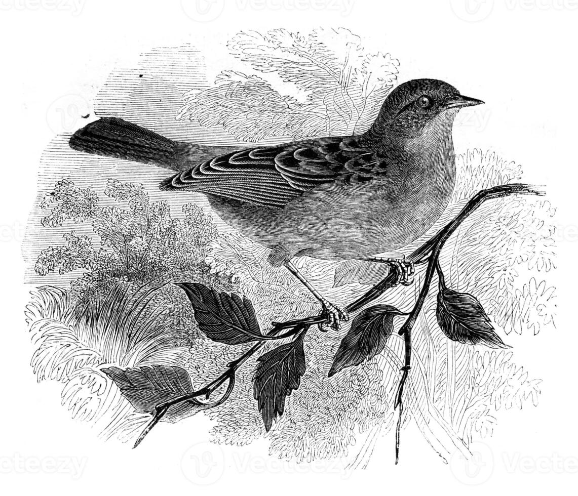 Dunnock, Accentor modularis, vintage engraving. photo