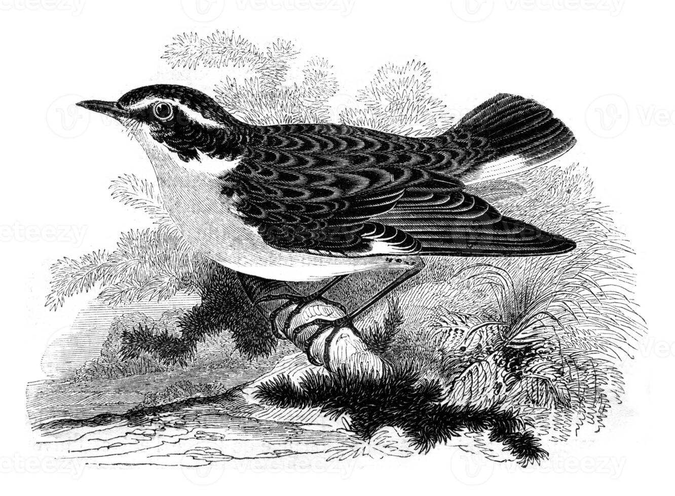 Whinchat, motacilla rubetra, vintage engraving. photo