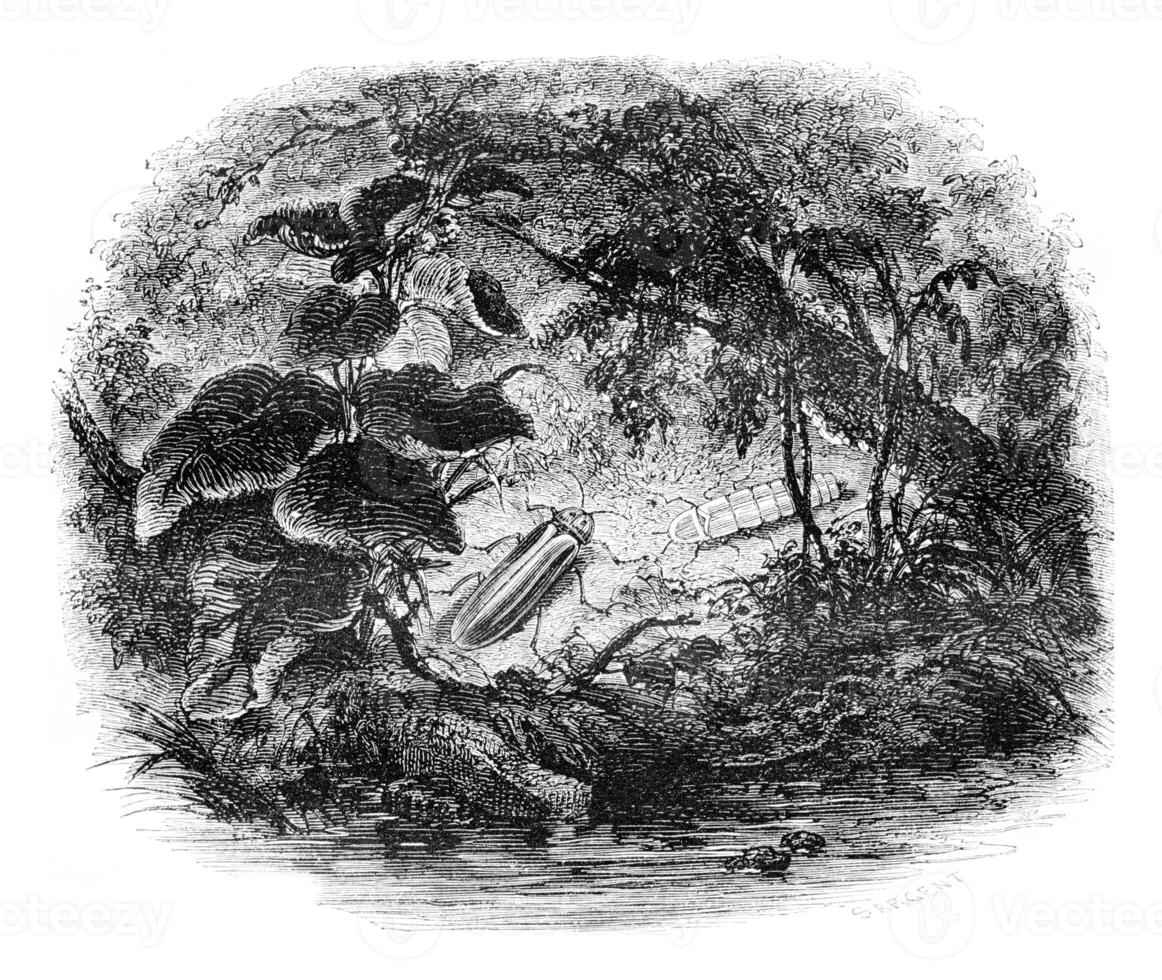 The Lampyre noctiluque, the male wing and the female without wings, vintage engraving. photo