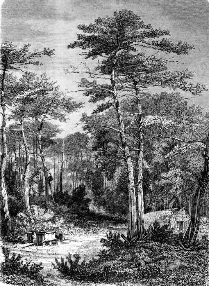 A View in the forest of Arcachon, vintage engraving. photo