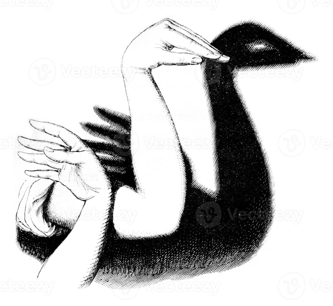 The Swan, vintage engraving. photo