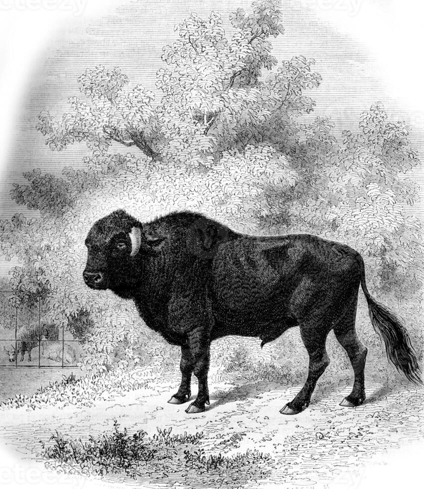 Museum of Natural History in Paris, The Taurus Azores, vintage engraving. photo