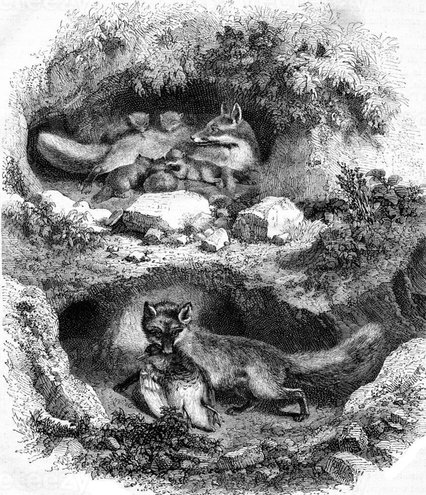 The Fox Burrow, vintage engraving. photo