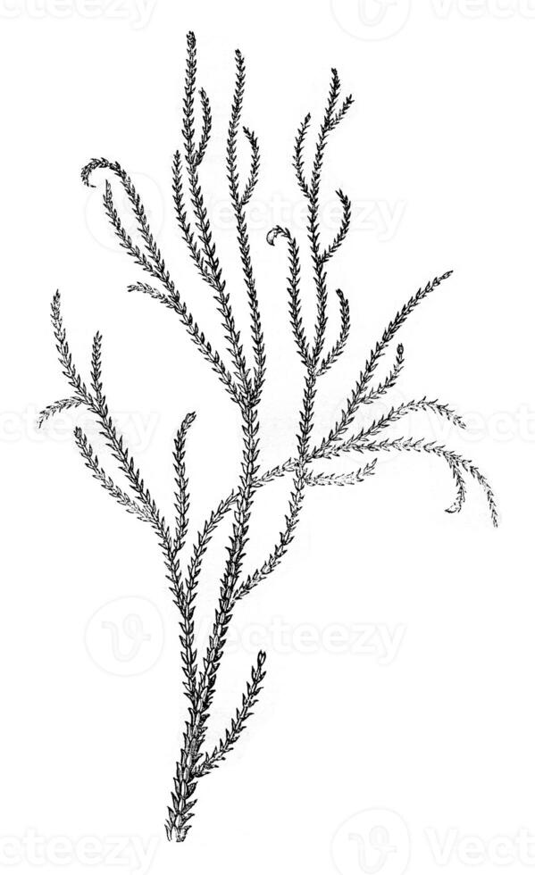 Dacrydium cupressinum, vintage engraving. photo