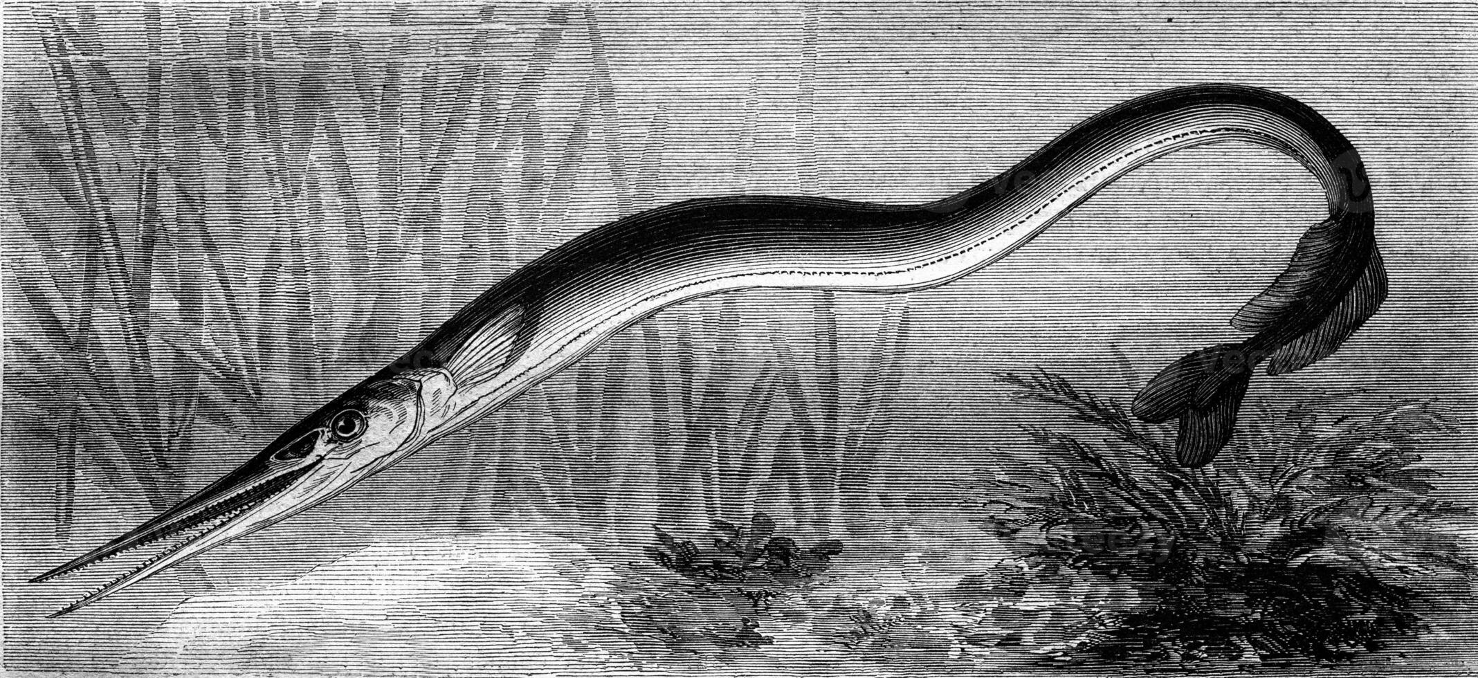 The Garfish, vintage engraving. photo